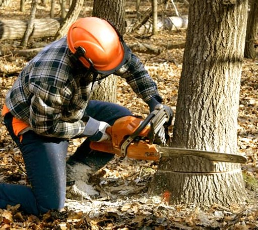 Tree Removal in Blue Bell, PA